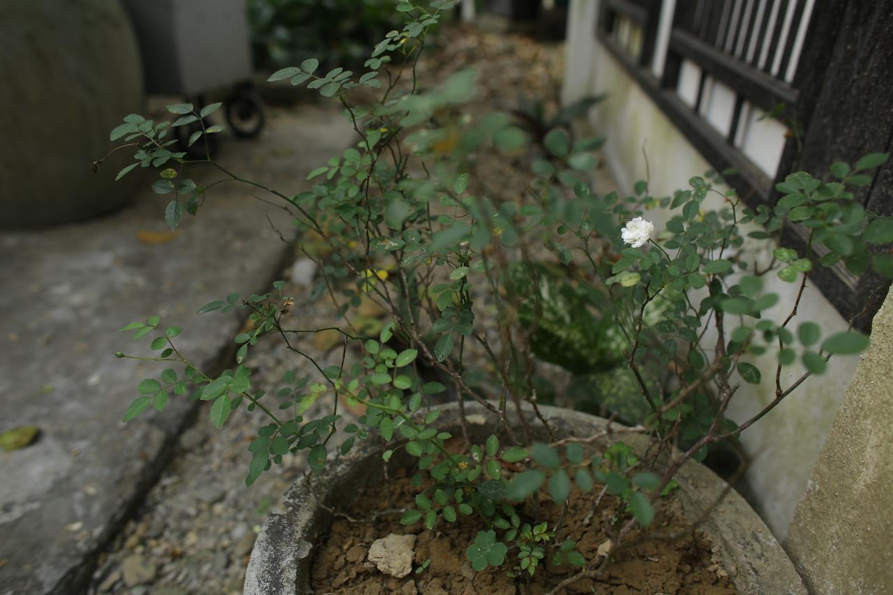 Thuy Bieu Homestay フエ エクステリア 写真